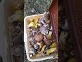 Шторм века грибы надул в Севастополь