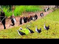 Traditional Bird Trapping Skills #GlobalBird Tales 