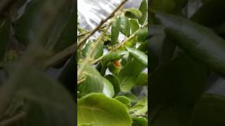 Polyphemus caterpillars feeding on California coastal live oak leaves