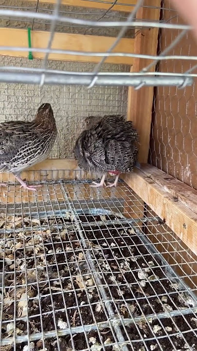 Quail laying an egg #quail #egg