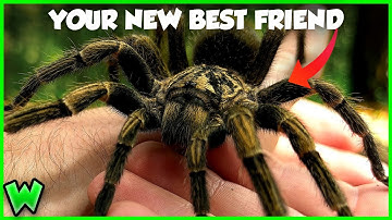 This Spider Will CURE Your Arachnophobia - The Tarantula