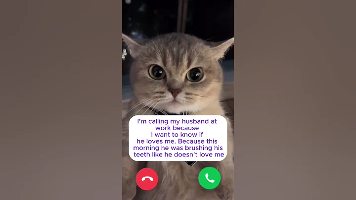 Do you love me?  #shorts #cat #mosthilarious #funny