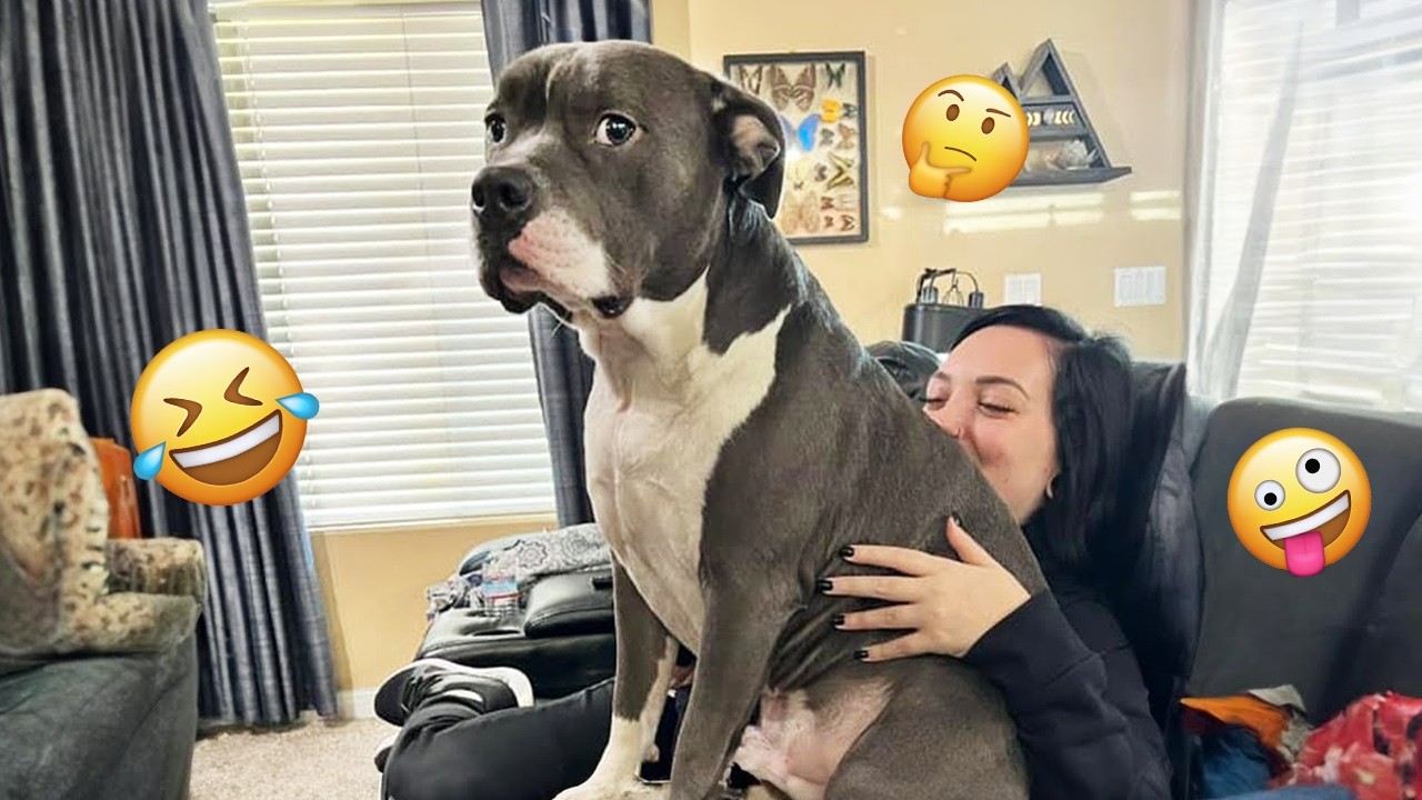 I'm 101% SURE that you will LAUGH EXTREMELY HARD- Funny Dog 2026 #360