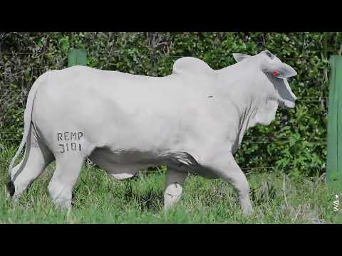 LOTE 21 | REM3101P FIV GENÉTICA ADITIVA | BEZERRA | GENÉTICA DE ELITE NELORE