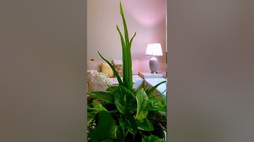 تدبر سورة الكوثر