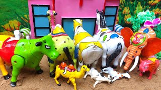 WADIDAU🤩💞‼️PROSES‼️POTONG SAPI🐄🦌🐫🐘‼️KURBAN‼️Sapi videos 988