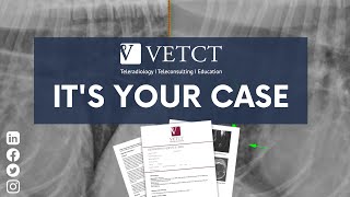Its Your Case - 4Yo Me Boykin Spaniel Whos Had A Chronic Cough For The Past 5 Months