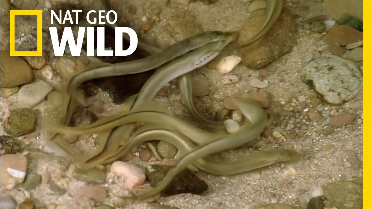 Group Fish Mating | Alpine Underworld - YouTube