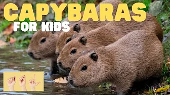ASL Capybaras for Kids