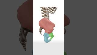 What Is The Sit Bone? - Quick Art Tips #art #sketch #shorts #tutorial #drawingtutorial #anime