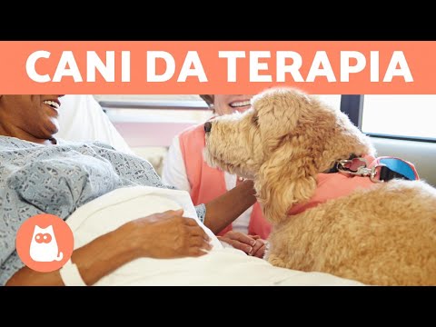 Video: I cani di terapia come i loro lavori?