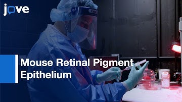 DC-ERG: Recording Light-Evoked Electrical Responses l Protocol Preview