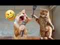 When a silly Cat becomes your best friend😺🐶The funniest animals and pets 😛#25
