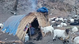 Real Nepali Mountain Sheep 🐏🐏 Shepherd Life Into Winter Season||Nepali Original Lifestyle||