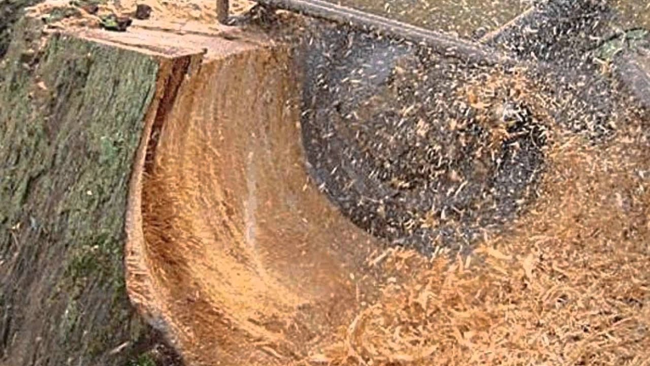 Lester's Tree Service YouTube