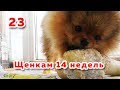 🐾 Щенкам 14 недель. Шпиц испортил кабель, наушники, обои и полотенце