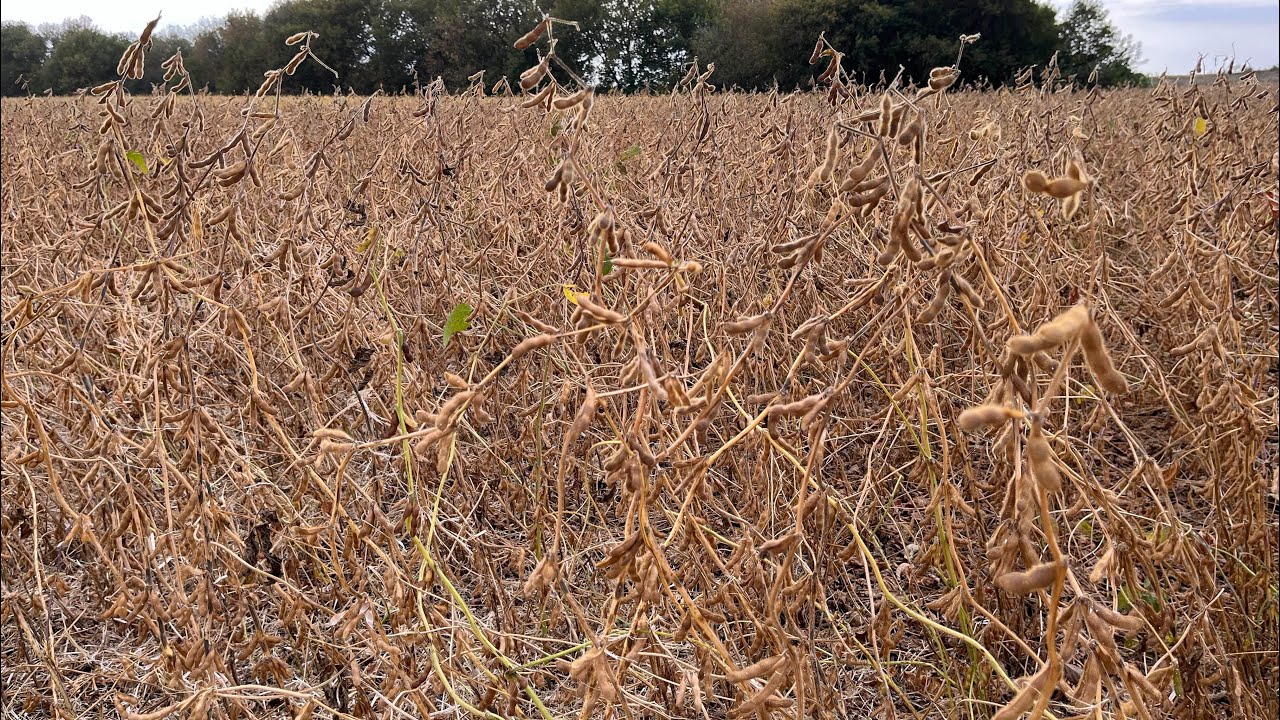 Молотьба сої PS 0035, невже буде 30+?