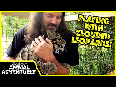 Video: Pet Sudu: Kucing yang Adoptable Tanah Broadway Peranan, Clouded Leopard Cubs Romp di Houston