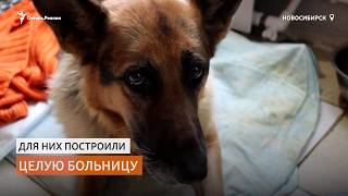 Волонтёры сами построили больницу для бездомных собак | Сибирь.Реалии