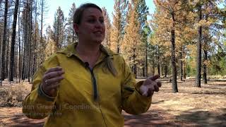 Rosland Road Fire | A Restoration Success Story Rosland Road Fire | A Restoration Success Story
