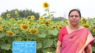 Sunflower KBSH 85