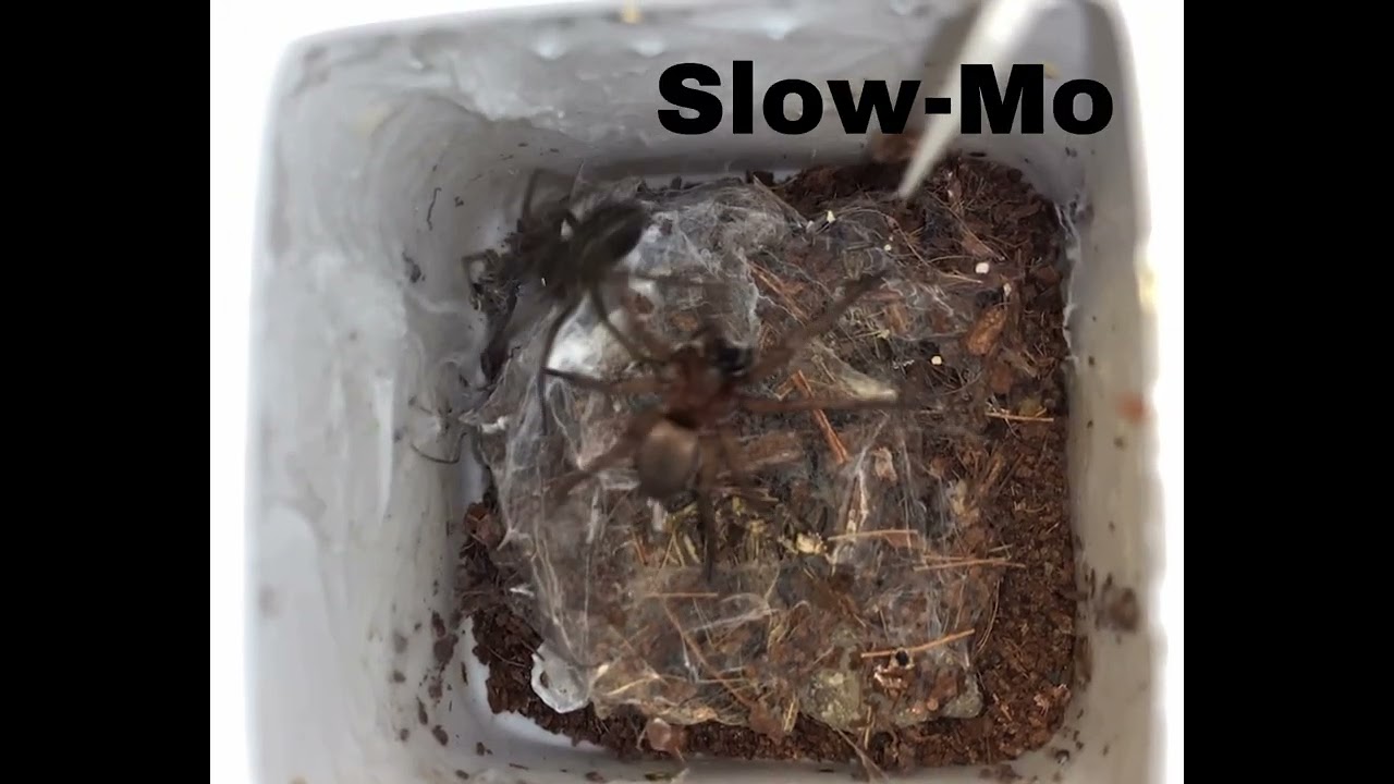 Ground spider(Drassodes) vs Giant house spider (Eratigena Duelica)