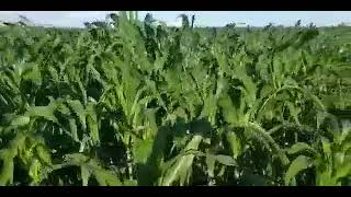 FOR BETTER MAIZE HARVEST, Use Super Gro foliar fertilizer ... +254721321170 (Mary)