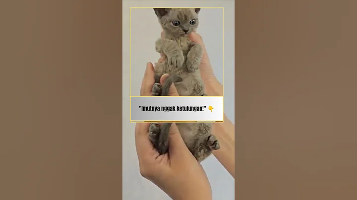 Video 11018691: devon rex kittens playing, cute devon rex kitten, devonrex, best kitten, kucing, meow