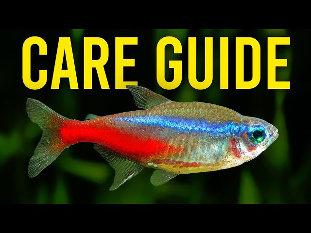 What Is Neon Tetra Disease and How Can It Be Prevented? – Aquarium Co-Op