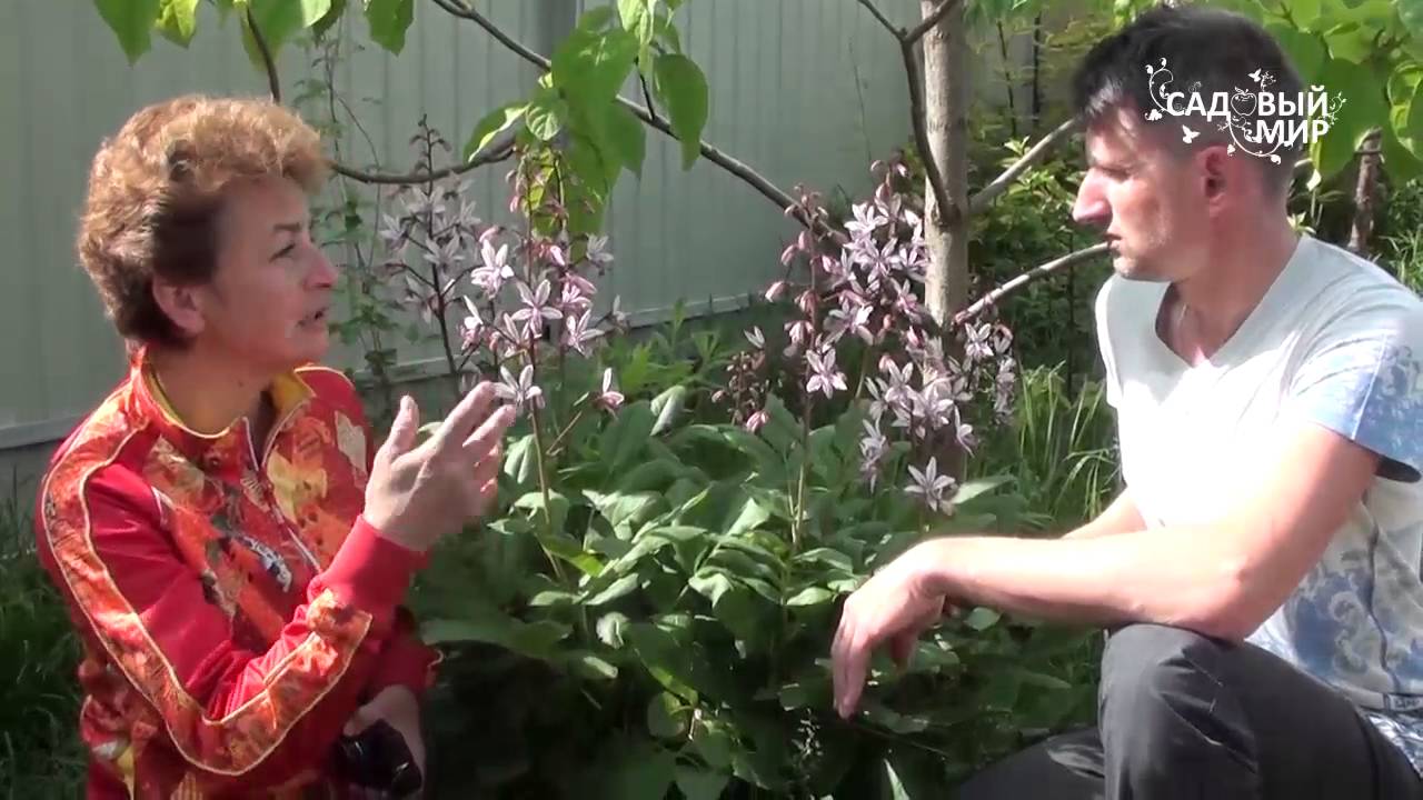 Многолетние садовые цветы  Ясенец или неопалимая купина