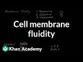 Cell membrane fluidity | Cells | MCAT | Khan Academy