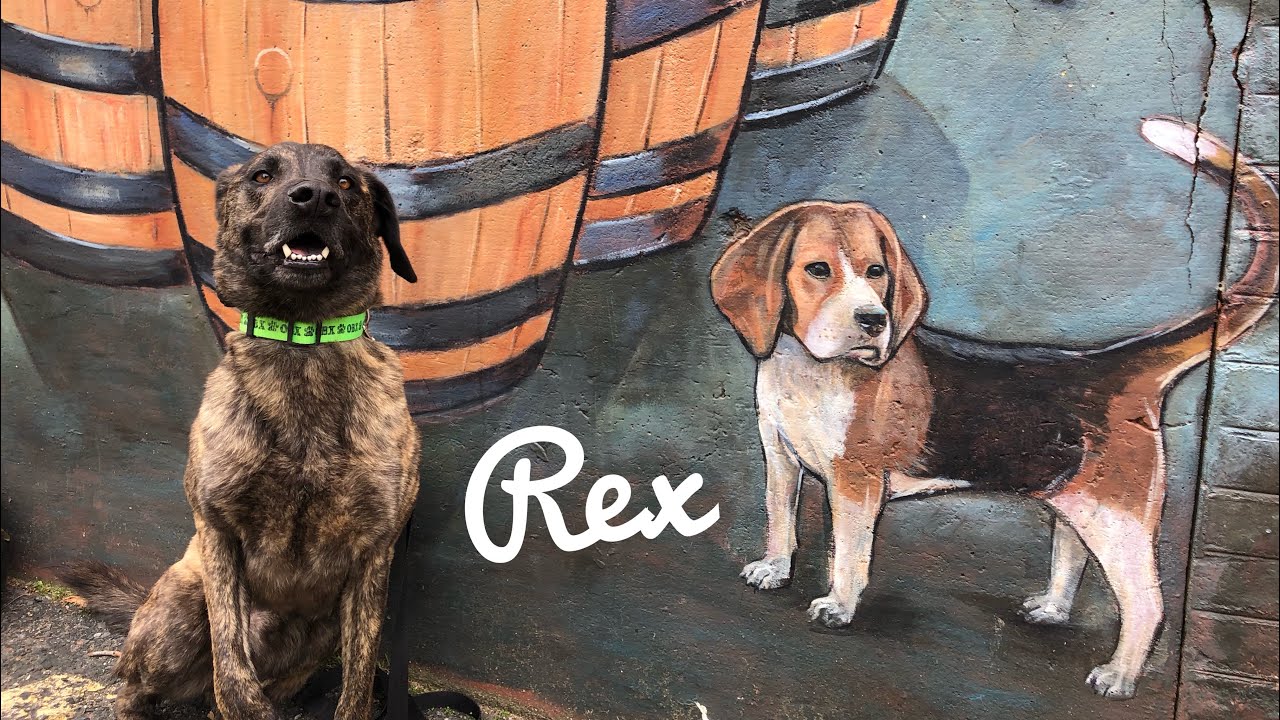 3.5yo Plot Hound Mix (Rex) Best Dog Trainers in Virginia