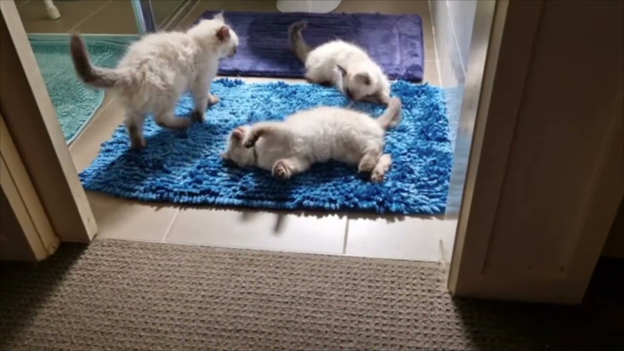 Ragdoll Kitten Fight Club