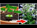 Borage  starflower time lapse 4k