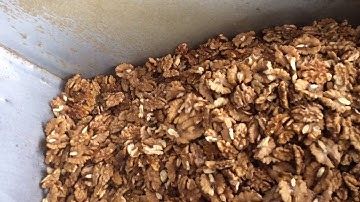 Walnut kernel grading,sorting,separation machine/jromchen@hotmail.com