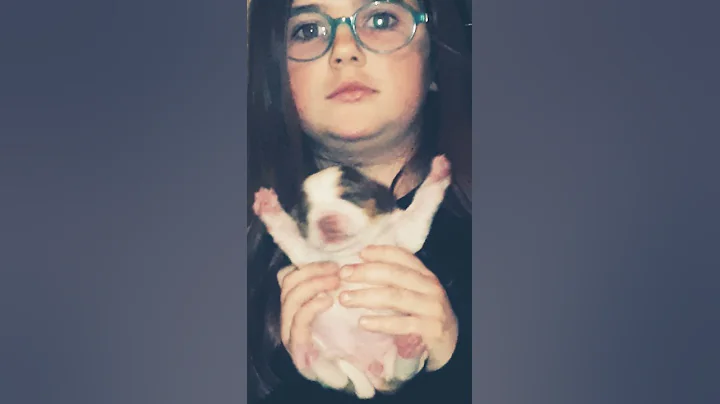 1 2 3 chien