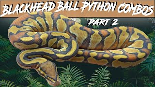 Black Head Ball Python Morph Combos Part 2 | Jack's Reptiles Profile