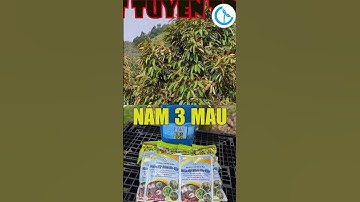 Vàng lá, rụng trái? Có khi tuyến trùng ăn rễ rồi! Dùng Nấm 3 Màu – diệt tận gốc, cây khỏe liền!