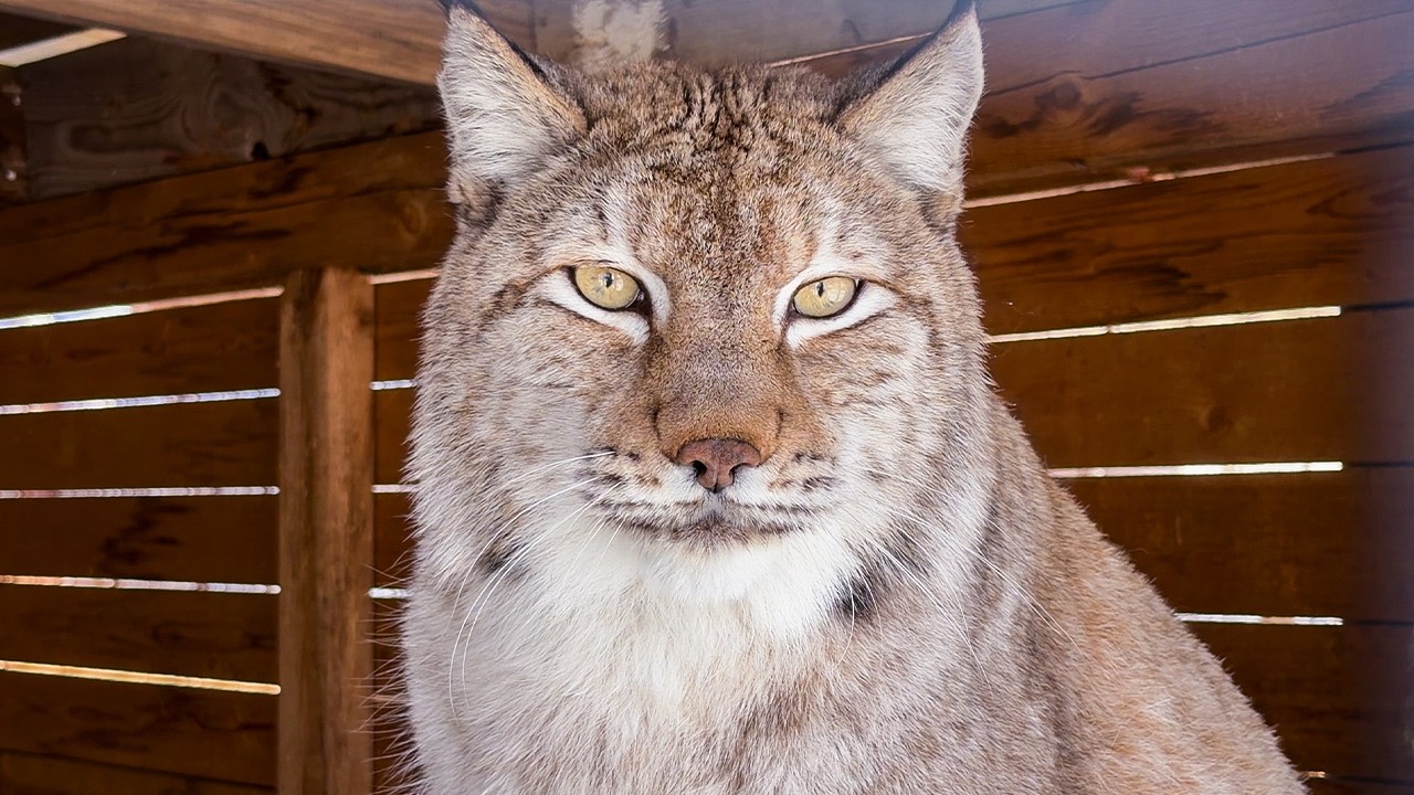 КАК ПОЧЕСАТЬ ЖИВОТ ДИКОЙ РЫСИ? / Пумыч обиделся / Обзор моющего пылесоса Uwant Y100