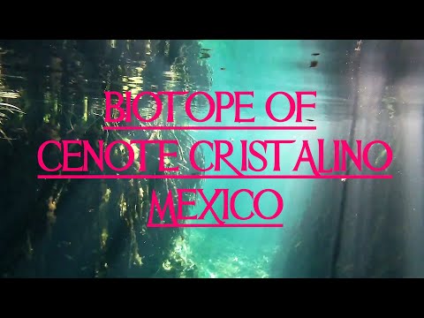 Video: Prânz Gastronomic în Cenote Mexican