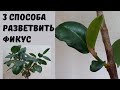 Как заставить фикус ветвиться.