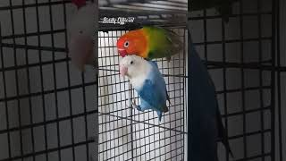 Green Opaline/Blue x Blue Opaline #lovebirds #birds #parrot