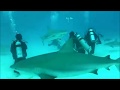 Underwater Welding Sharks