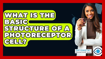 What Is The Basic Structure Of A Photoreceptor Cell? - Optometry Knowledge Base