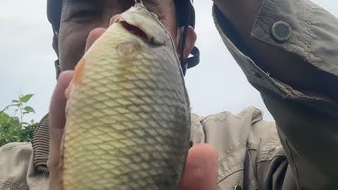 Câu cá rô đồng và trê ma Ren long an