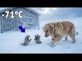 71°C Blizzard  A Clever Dog Rescues an Old Man Trapped Under an Avalanche