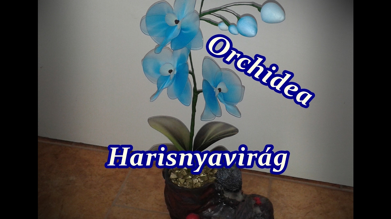 Orchidea harisnyavirág, Nylon flower Orchid