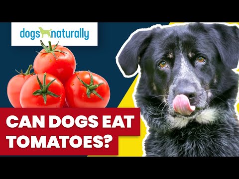 ვიდეო: შეიძლება თუ არა ძაღლებს პომიდვრის ფაფის ჭამა?