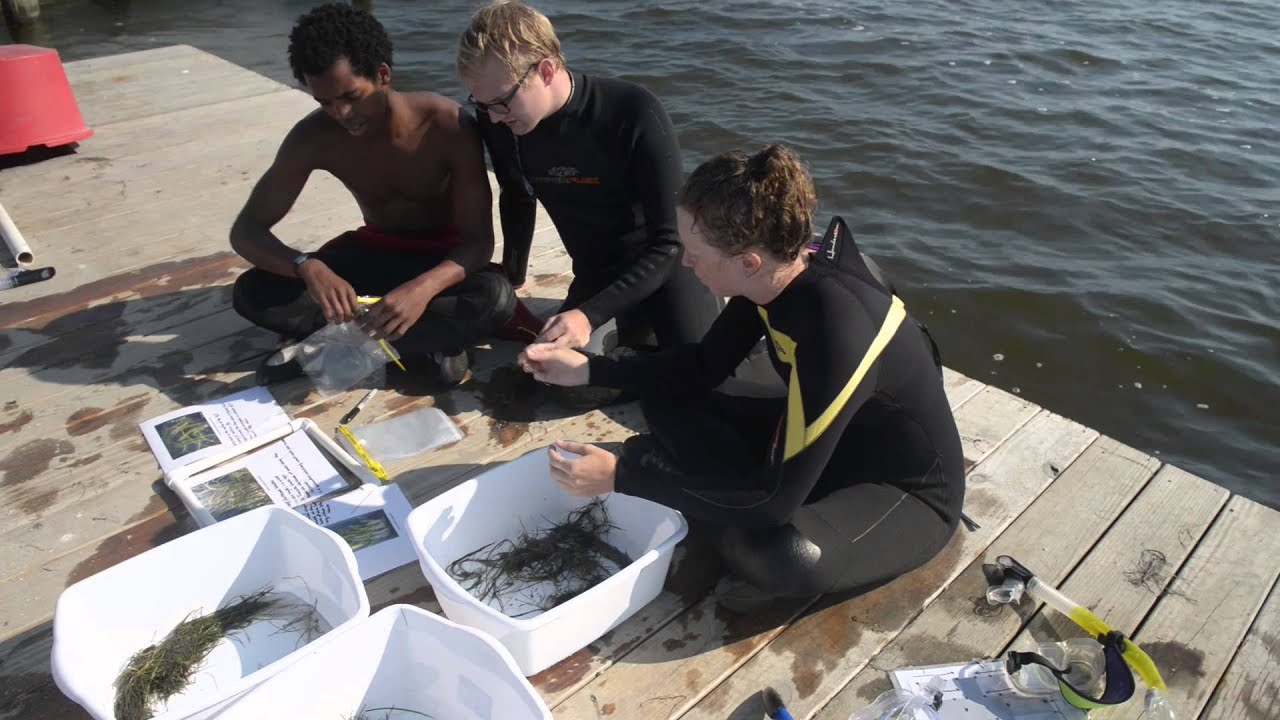 UNC Institute for the Environment: Outer Banks Field Site 2015 - YouTube