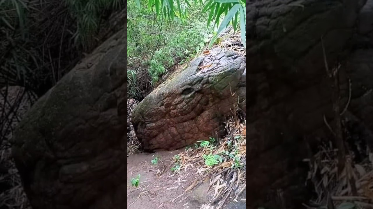 FOSIL ULAR RAKSASA DI Thailand 